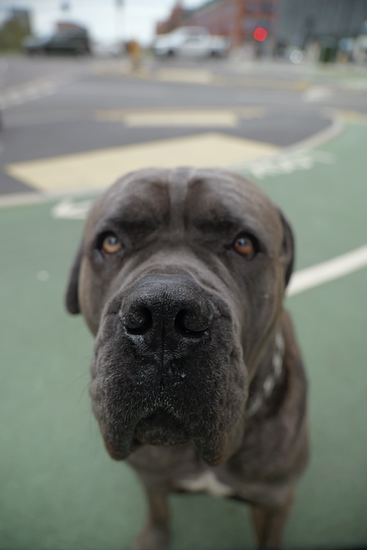 Shadow, a grey Cane Corso, looking into the camera